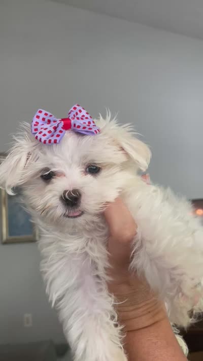 Teacup Tenley, a female Maltese for sale in Uniontown, OH – 7 of 7