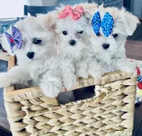 Tiny Daina, a female Maltese for sale in Uniontown, OH – 6 of 9