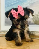Tiny Tilly, a female Yorkshire Terrier for sale in Uniontown, OH – 2 of 10