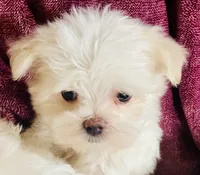 Trayson, a male Maltese for sale in Uniontown, OH – Photo 3 of 7