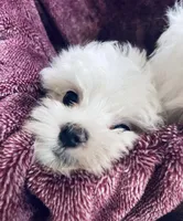 Tommy, a male Maltese for sale in Uniontown, OH – Photo 4 of 6