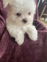 Trayson, a male Maltese for sale in Uniontown, OH – Photo 2 of 7