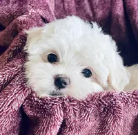 Tommy, a male Maltese for sale in Uniontown, OH – Photo 3 of 6