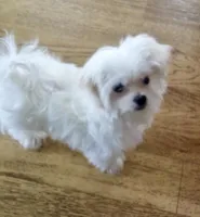 Teacup Trayson, a male Maltese for sale in Uniontown, OH – 8 of 9