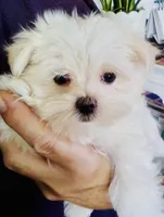 Trayson, a male Maltese for sale in Uniontown, OH – Photo 7 of 7