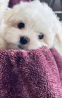 Tommy, a male Maltese for sale in Uniontown, OH – Photo 2 of 6