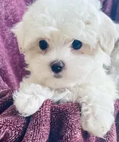 Tommy, a male Maltese for sale in Uniontown, OH – Photo 1 of 6
