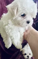Tommy, a male Maltese for sale in Uniontown, OH – Photo 6 of 6