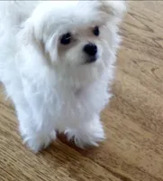 Teacup Trayson, a male Maltese for sale in Uniontown, OH – 2 of 9