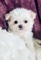 Trayson, a male Maltese for sale in Uniontown, OH – Photo 1 of 7