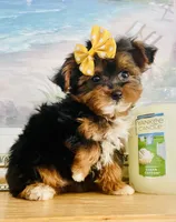 Teacup Talia, a female Morkie for sale in Uniontown, OH – 7 of 9
