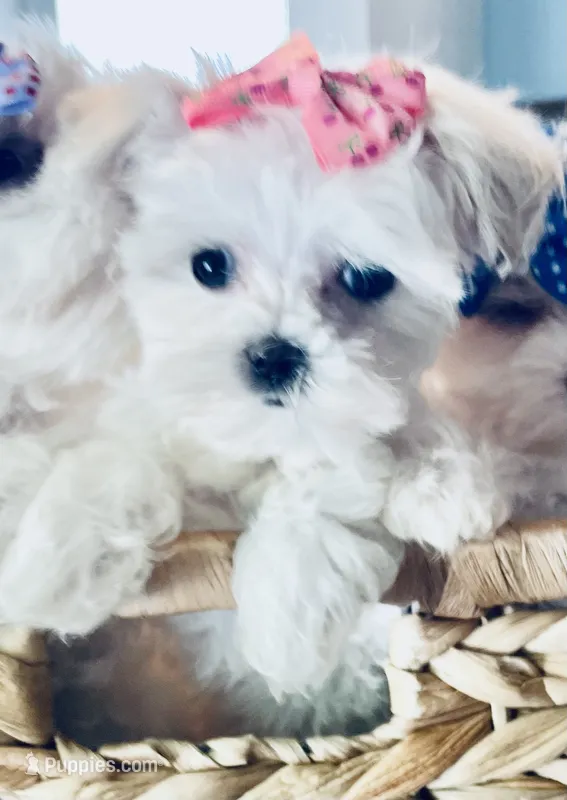 Teacup Lily – Maltese puppy on hold in Uniontown, OH