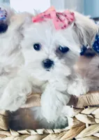 Teacup Lily, a female Maltese for sale in Uniontown, OH – 1 of 7