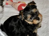 Bailley, a female Yorkshire Terrier for sale in Uniontown, OH – Photo 2 of 3