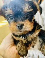Bailley, a female Yorkshire Terrier for sale in Uniontown, OH – Photo 1 of 3