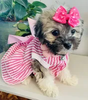 Toy sized Nori, a female Havanese for sale in Uniontown, OH – 5 of 7