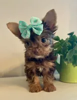 Queenie  (teacup), a female Yorkshire Terrier for sale in Uniontown, OH – 2 of 6