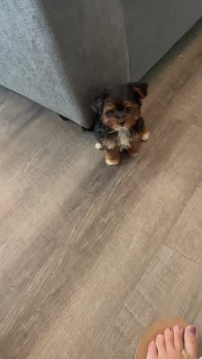 Teacup Talia, a female Morkie for sale in Uniontown, OH – 9 of 9