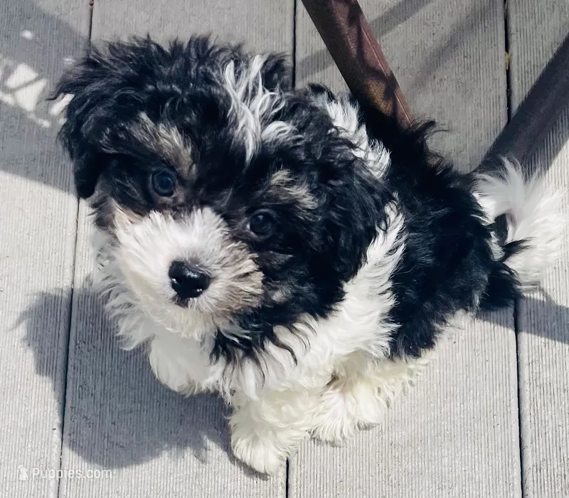 Toy sized Kelly – Havanese puppy for sale in Uniontown, OH