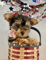 Lexi, a female Yorkshire Terrier for sale in Uniontown, OH – 5 of 6