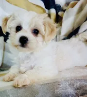 Minnie, a female Shichon for sale in Uniontown, OH – 5 of 6