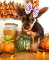 Teacup Pumpkin, a female Yorkshire Terrier for sale in Uniontown, OH – 6 of 9