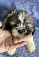 Chip, a male Shih Tzu for sale in Uniontown, OH – 4 of 6