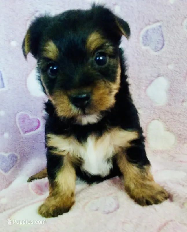 Sierra – Yorkshire Terrier puppy for sale in Uniontown, OH
