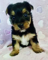 Sierra, a female Yorkshire Terrier for sale in Uniontown, OH – 1 of 4