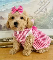 Tiny Torie, a female Maltipoo for sale in Uniontown, OH – 5 of 7