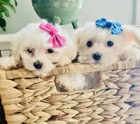 Teacup tiana, a female Maltese for sale in Uniontown, OH – 6 of 9