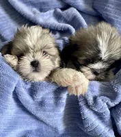 Chip, a male Shih Tzu for sale in Uniontown, OH – 2 of 6