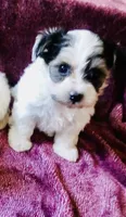 Black and white, a female Bichon Frise and Yorkshire Terrier for sale in Uniontown, OH – Photo 6 of 10