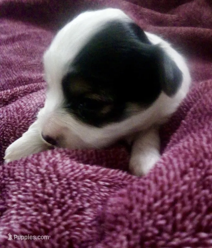 Black and white – Bichon Frise, Yorkshire Terrier puppy for sale in Uniontown, OH