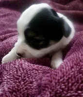 Black and white, a female Bichon Frise and Yorkshire Terrier for sale in Uniontown, OH – Photo 1 of 3