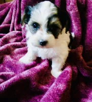 Black and white, a female Bichon Frise and Yorkshire Terrier for sale in Uniontown, OH – Photo 10 of 10