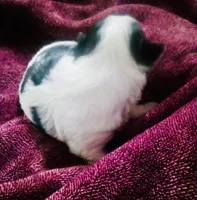 Black and white, a female Bichon Frise and Yorkshire Terrier for sale in Uniontown, OH – Photo 3 of 3