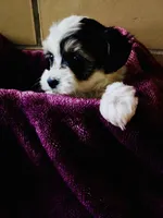 Black and white, a female Bichon Frise and Yorkshire Terrier for sale in Uniontown, OH – Photo 7 of 10