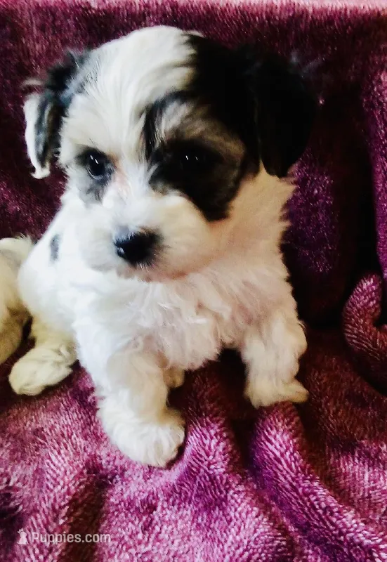Black and white – Bichon Frise, Yorkshire Terrier puppy for sale in Uniontown, OH