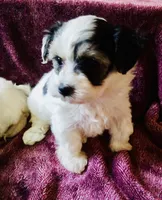 Black and white, a female Bichon Frise and Yorkshire Terrier for sale in Uniontown, OH – Photo 8 of 10
