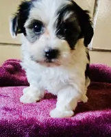 Black and white, a female Bichon Frise and Yorkshire Terrier for sale in Uniontown, OH – Photo 5 of 10