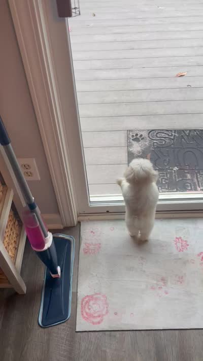 Tiny jewel, a female Maltese for sale in Uniontown, OH – 7 of 7