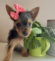 Teacup queenie, a female Yorkshire Terrier for sale in Uniontown, OH – 3 of 9