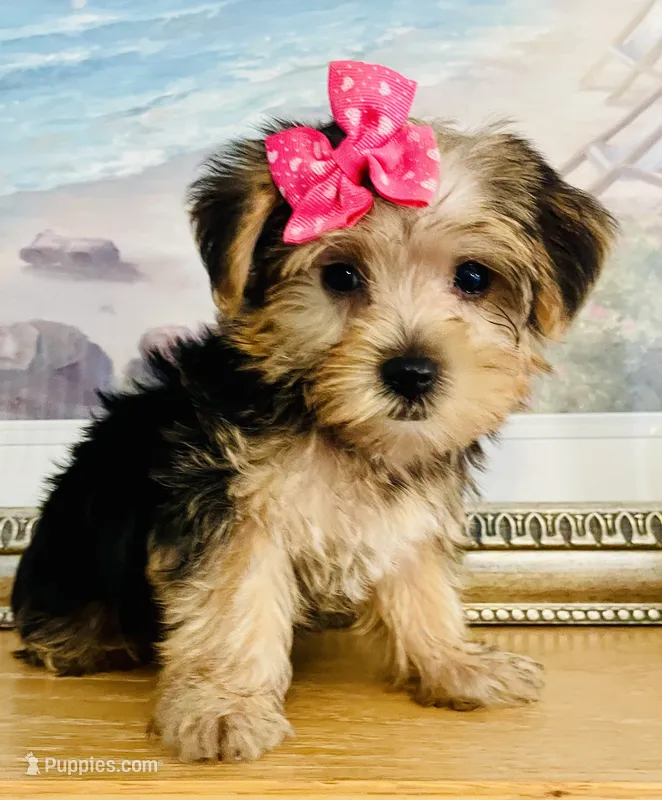 Tiny Tiarra – Yorkshire Terrier puppy for sale in Uniontown, OH