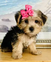 Tiny Tiarra, a female Yorkshire Terrier for sale in Uniontown, OH – 3 of 7