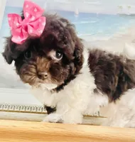 Teacup Torie, a female Havapoo for sale in Uniontown, OH – 3 of 7