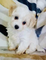 Minnie, a female Shichon for sale in Uniontown, OH – 2 of 6
