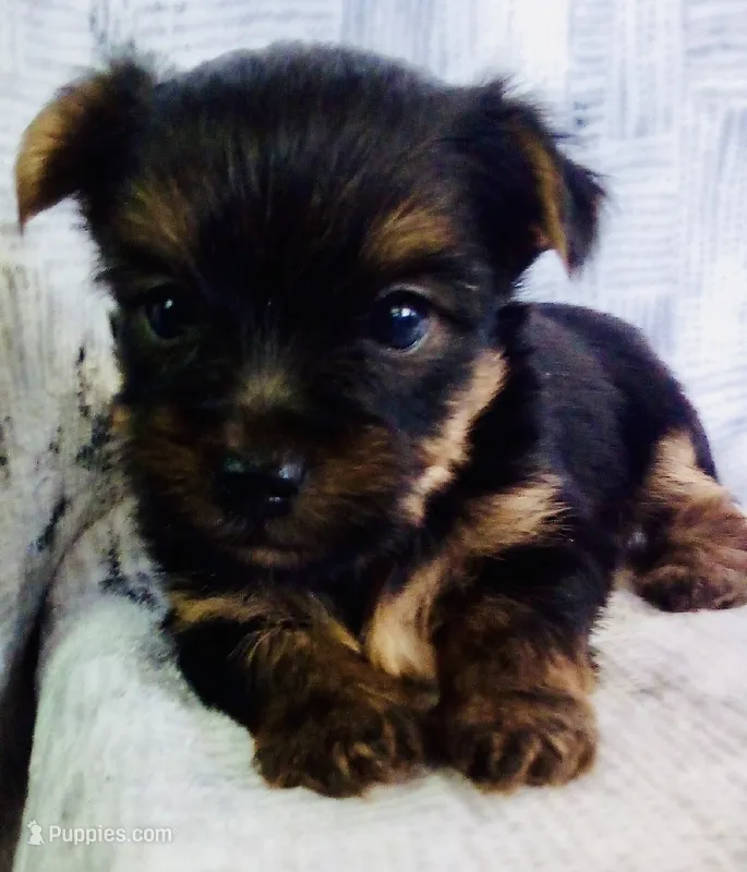Kai – Yorkshire Terrier puppy for sale in Uniontown, OH