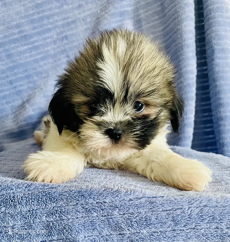 Chip – Shih Tzu puppy for sale in Uniontown, OH