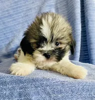 Chip, a male Shih Tzu for sale in Uniontown, OH – 5 of 6
